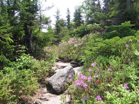 Twinway Trail (photo by Dennis Marchand)